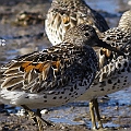 Great Knots Summner<br />Canon EOS 7D + EF400 F5.6L